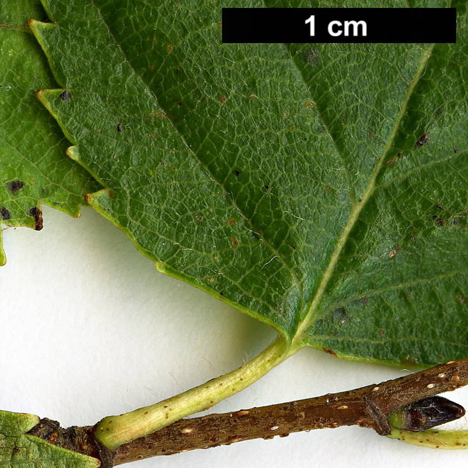 High resolution image: Family: Betulaceae - Genus: Betula - Taxon: dahurica - SpeciesSub: var. parvifolia